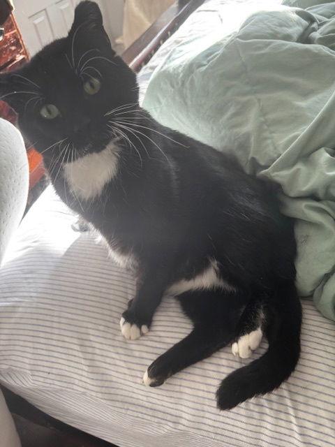 Saboi, a Adoptable Domestic Short Hair in Blaine, MN image 2/3