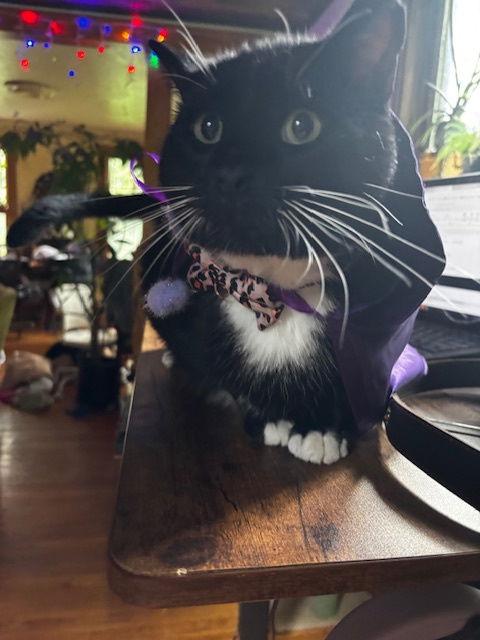 Saboi, a Adoptable Domestic Short Hair in Blaine, MN image 3/3