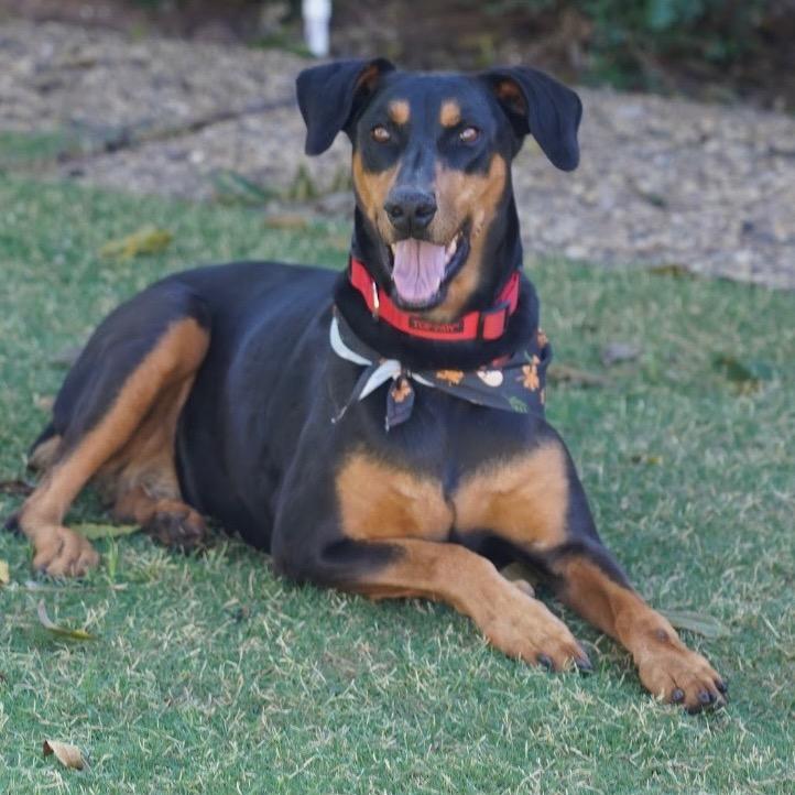 Willow, Adoptable, Senior Female Doberman Pinscher.