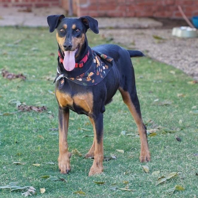 Willow, a Adoptable Doberman Pinscher in Midland, TX image 2/4