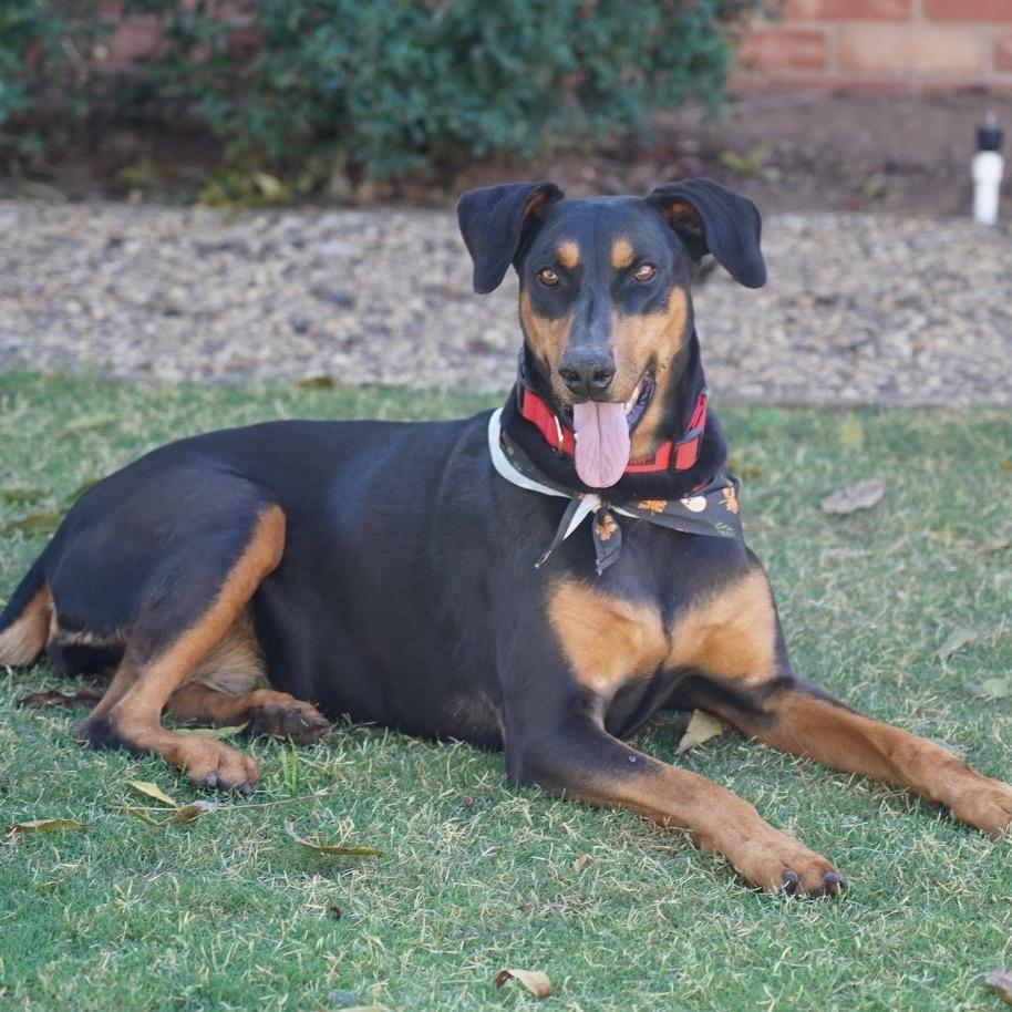 Willow, a Adoptable Doberman Pinscher in Midland, TX image 3/4