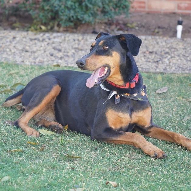 Willow, a Adoptable Doberman Pinscher in Midland, TX image 4/4