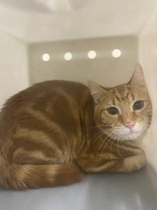 Enlarge Marme, a Adoptable mixed breed in Shreveport, LA image 1/2