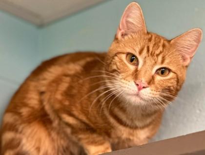 Enlarge Marme, a Adoptable mixed breed in Shreveport, LA image 2/2