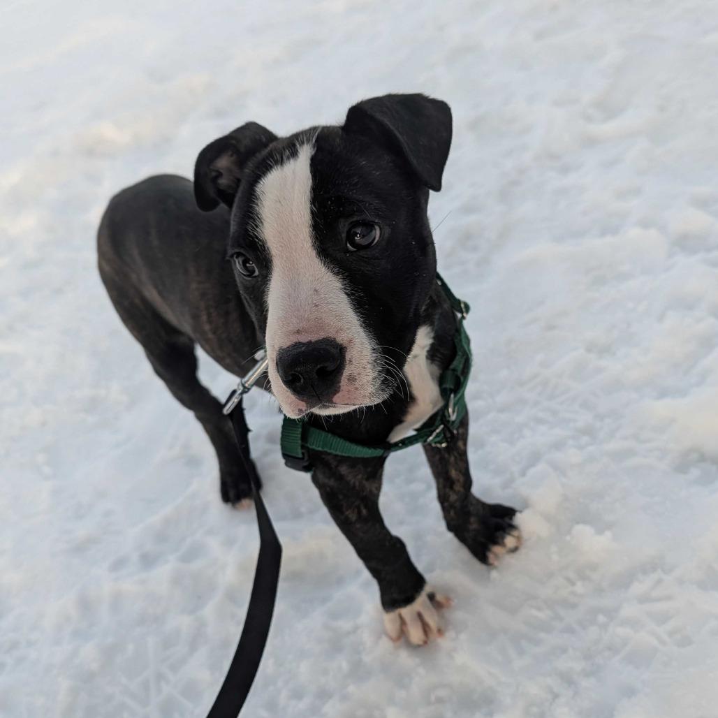 Chuck, Adoptable, Puppy Male Mixed Breed.