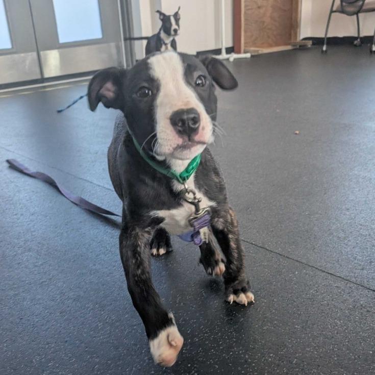 Enlarge Chuck, a Adoptable Mixed Breed in Dover, NH image 2/6