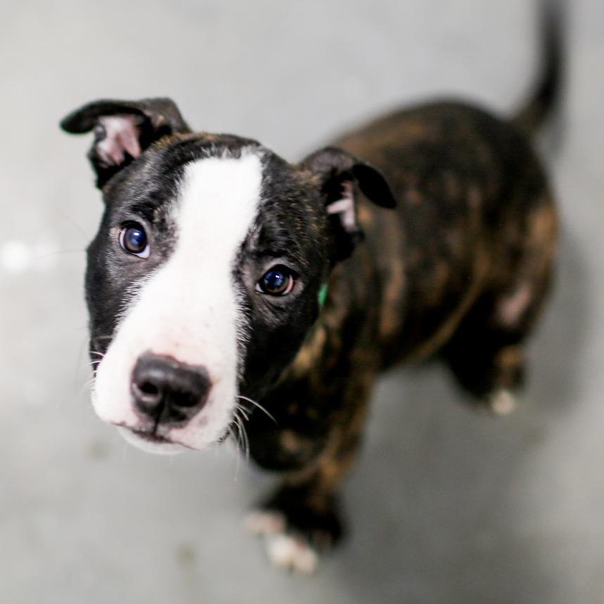 Enlarge Chuck, a Adoptable Mixed Breed in Dover, NH image 3/6