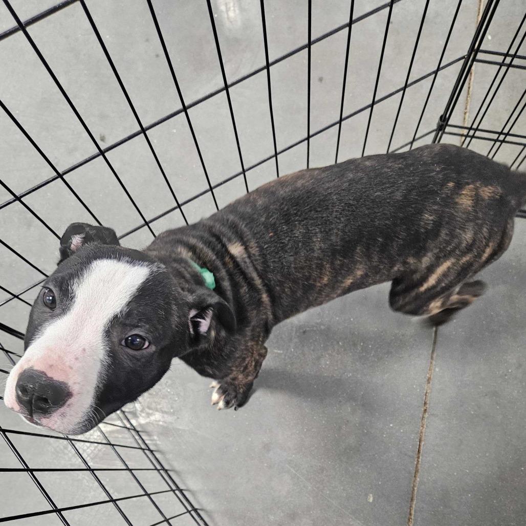 Enlarge Chuck, a Adoptable Mixed Breed in Dover, NH image 4/6