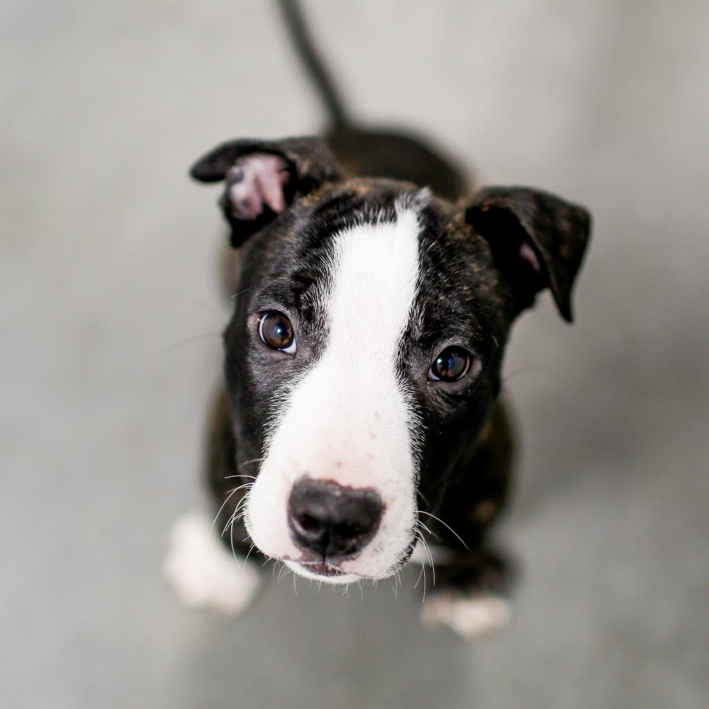 Enlarge Chuck, a Adoptable Mixed Breed in Dover, NH image 6/6