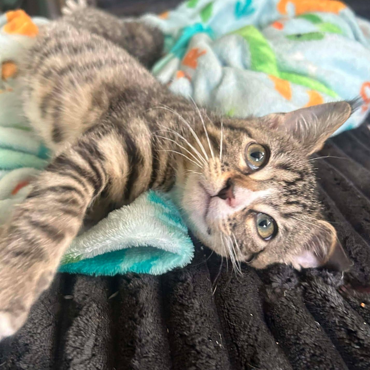 Lucy, adopted, Kitten Female Domestic Short Hair.