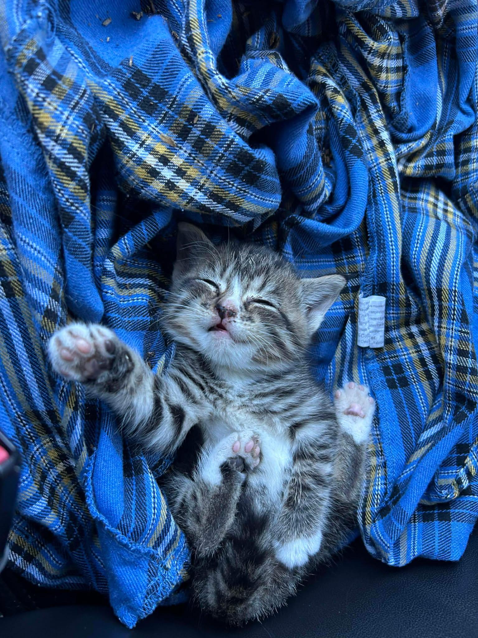 Enlarge Lucy, an adopted Domestic Short Hair in Indianapolis, IN image 2/3