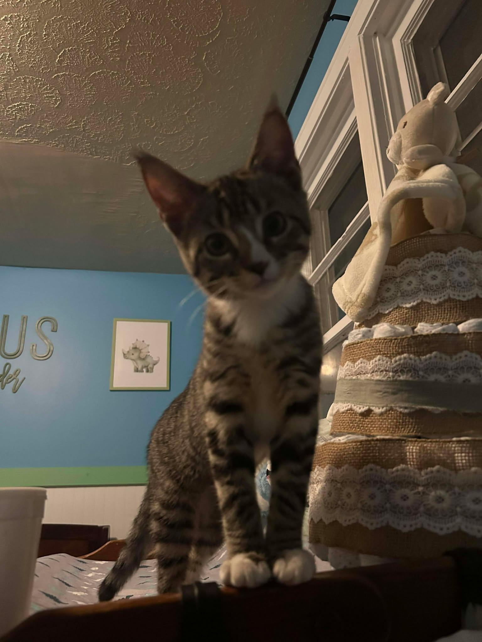 Enlarge Lucy, an adopted Domestic Short Hair in Indianapolis, IN image 3/3