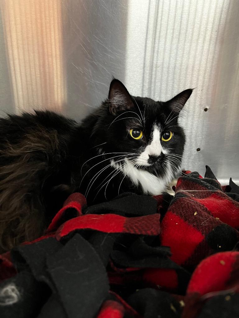 Luna, a Adoptable mixed breed in Logan, UT image 1/2