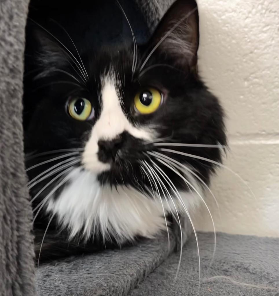 Luna, a Adoptable mixed breed in Logan, UT image 2/2