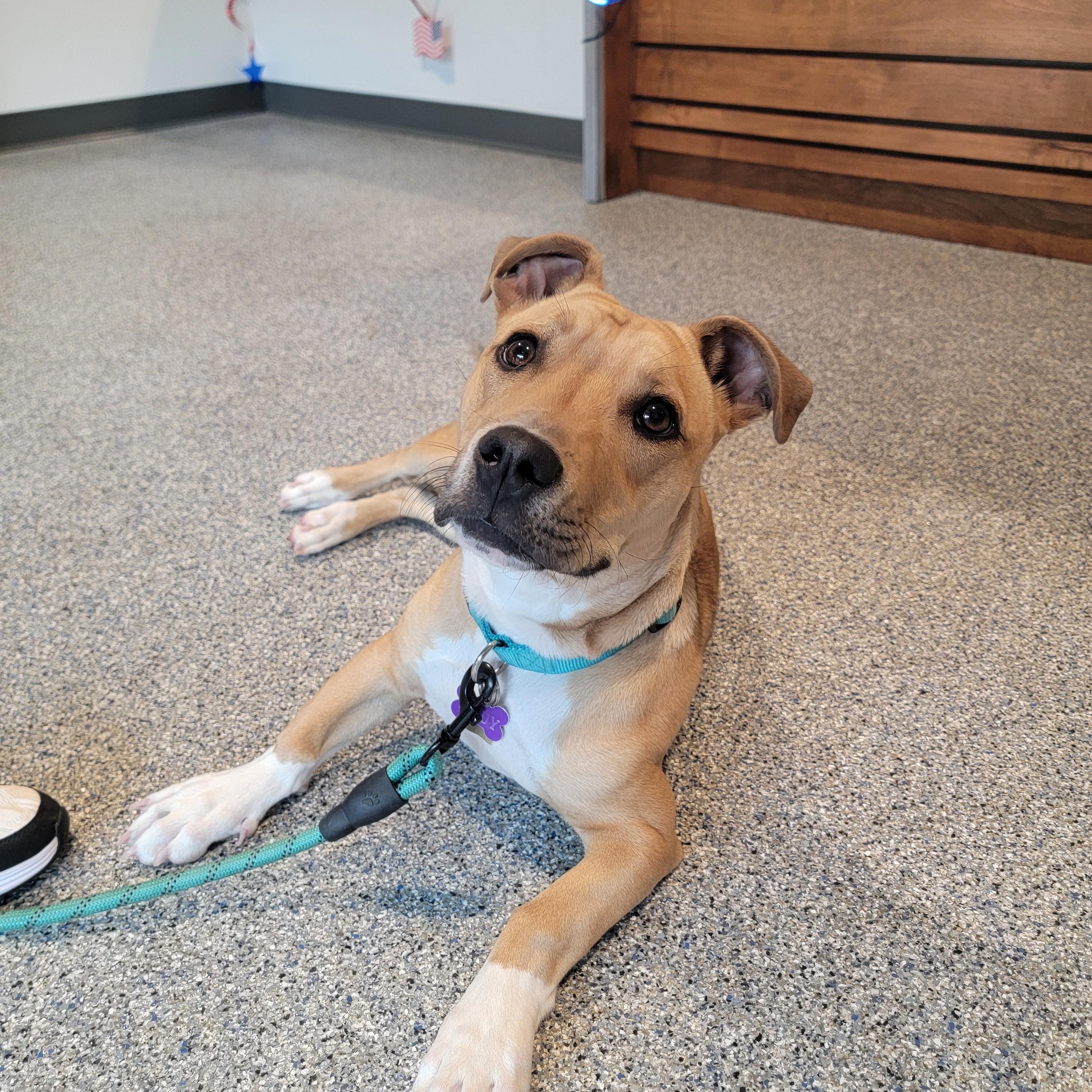 Rudy, Adoptable, Young Male Mixed Breed.