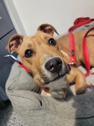 Enlarge Rudy, a Adoptable mixed breed in Sylva, NC image 3/5