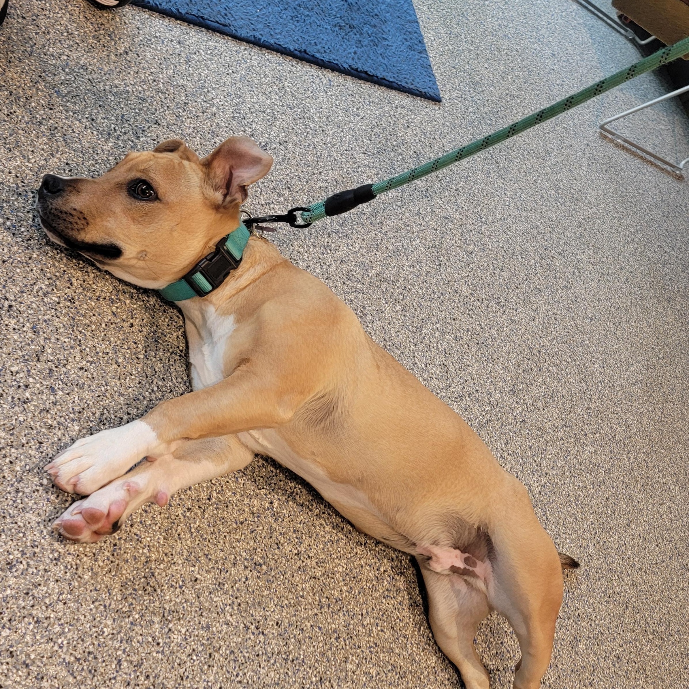 Enlarge Rudy, a Adoptable mixed breed in Sylva, NC image 5/5