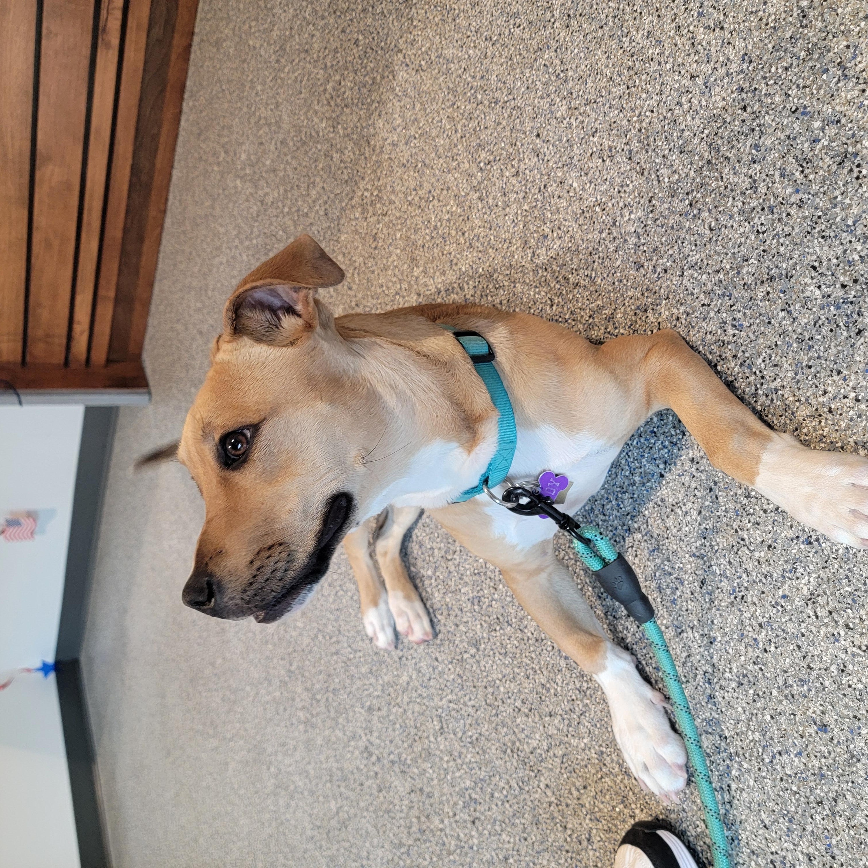 Enlarge Rudy, a Adoptable mixed breed in Sylva, NC image 2/5