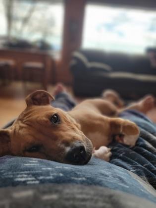 Enlarge Rudy, a Adoptable mixed breed in Sylva, NC image 4/5