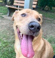 LONDON, Adoptable, Adult Male Labrador Retriever.