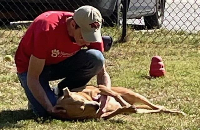 LONDON, a Adoptable mixed breed in Little Rock, AR image 3/5