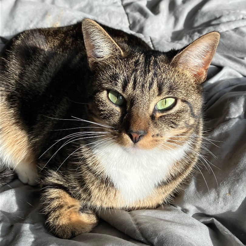 Enlarge Arla, a Adoptable Domestic Short Hair in Norwalk, CT image 1/4