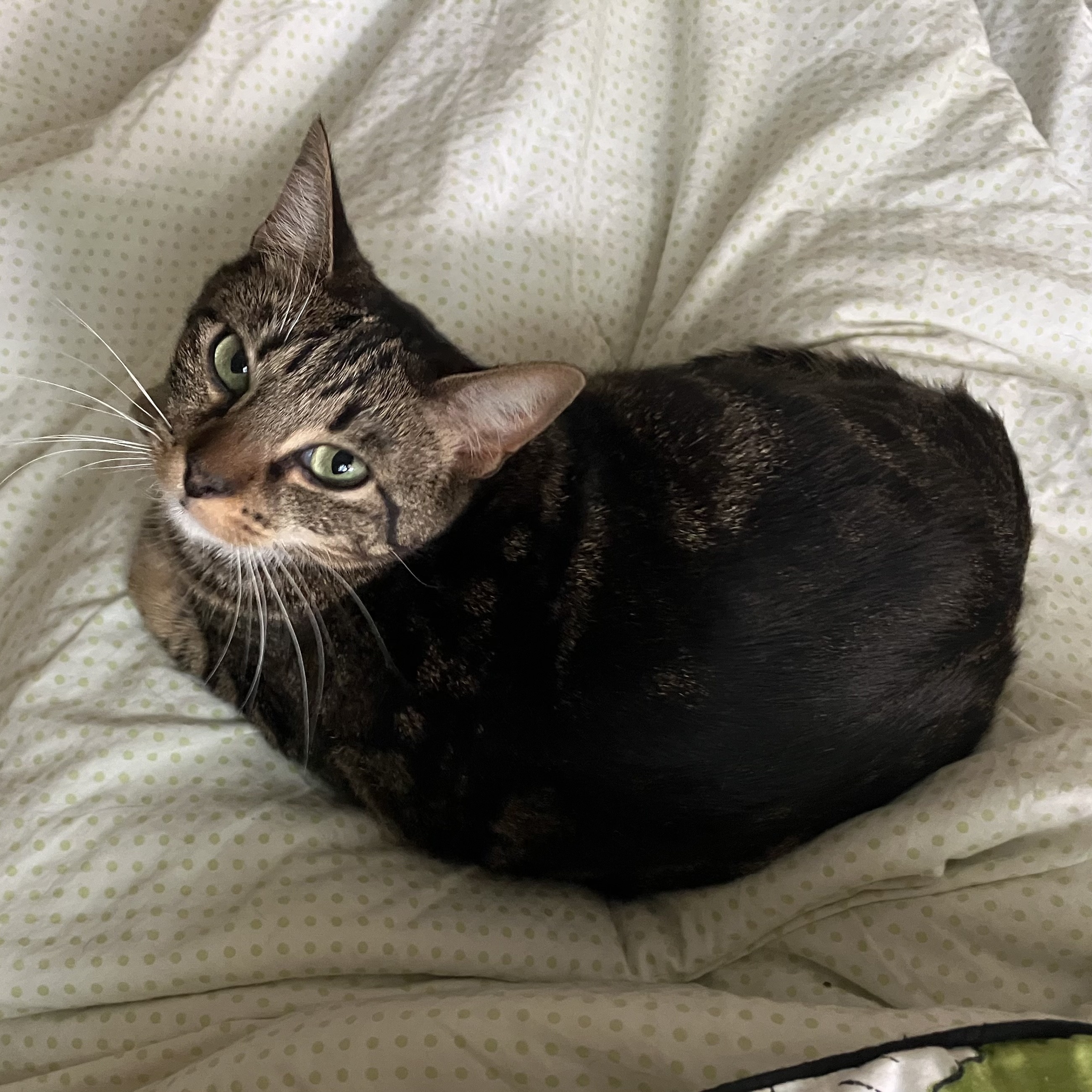 Enlarge Arla, a Adoptable Domestic Short Hair in Norwalk, CT image 2/4