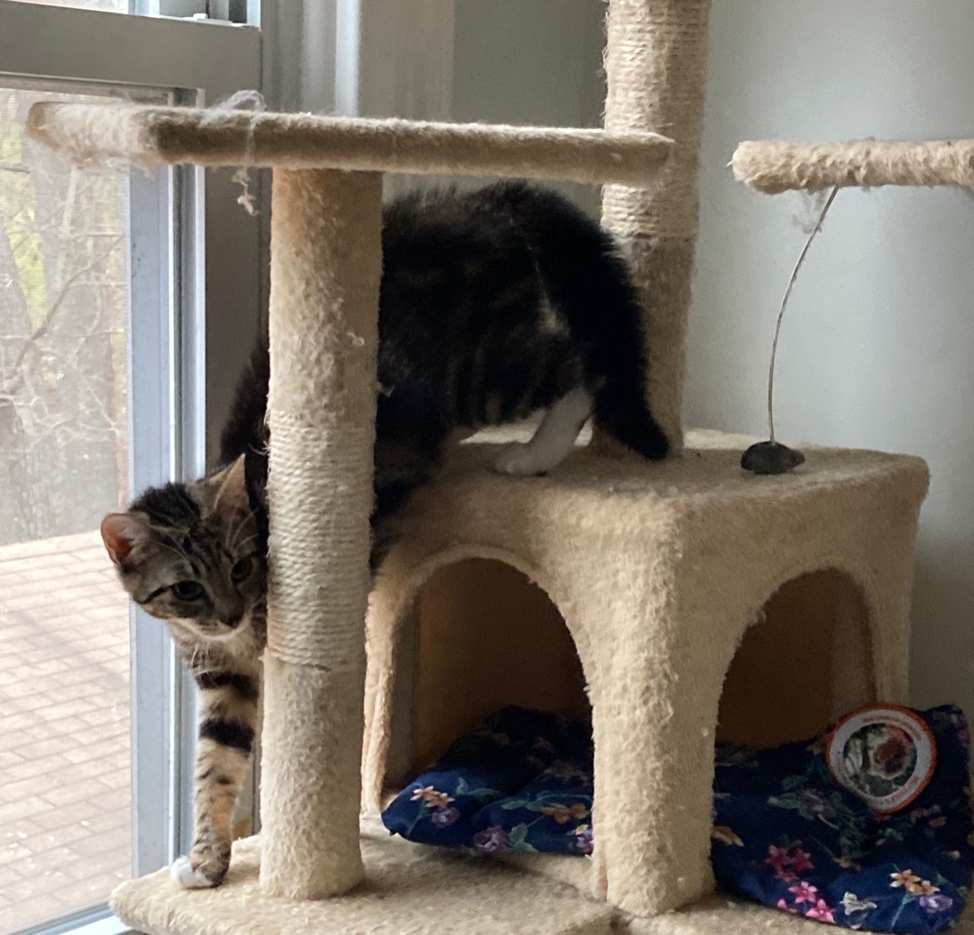 Enlarge Arla, a Adoptable Domestic Short Hair in Norwalk, CT image 4/4