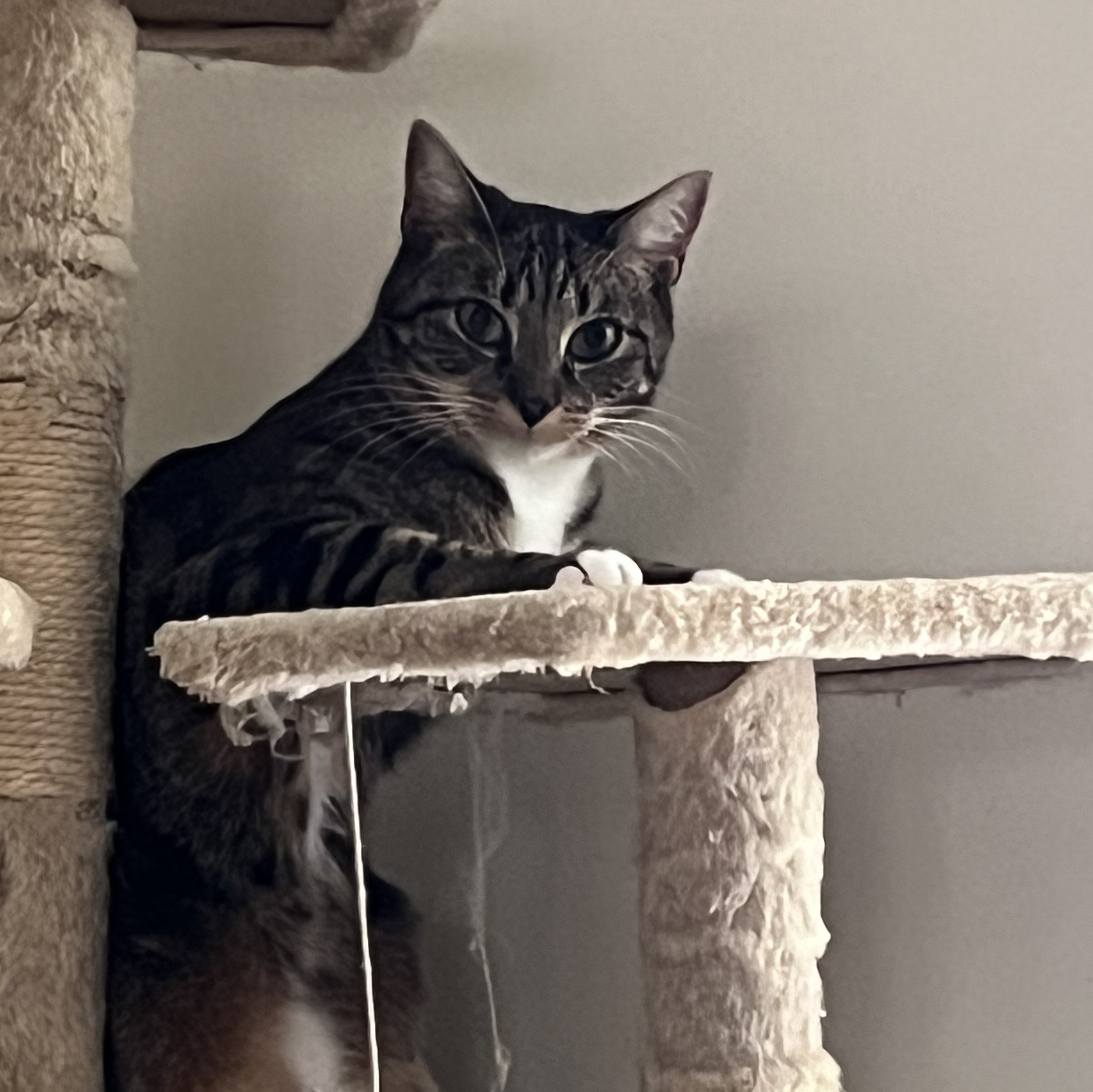 Enlarge Arla, a Adoptable Domestic Short Hair in Norwalk, CT image 3/4