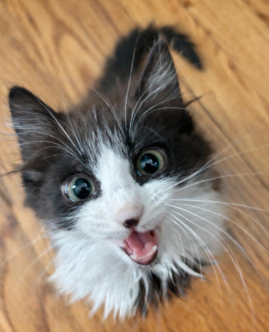 Enlarge Kitten Bottega, a Adopted Domestic Medium Hair in Cuyahoga Falls, OH image 1/1