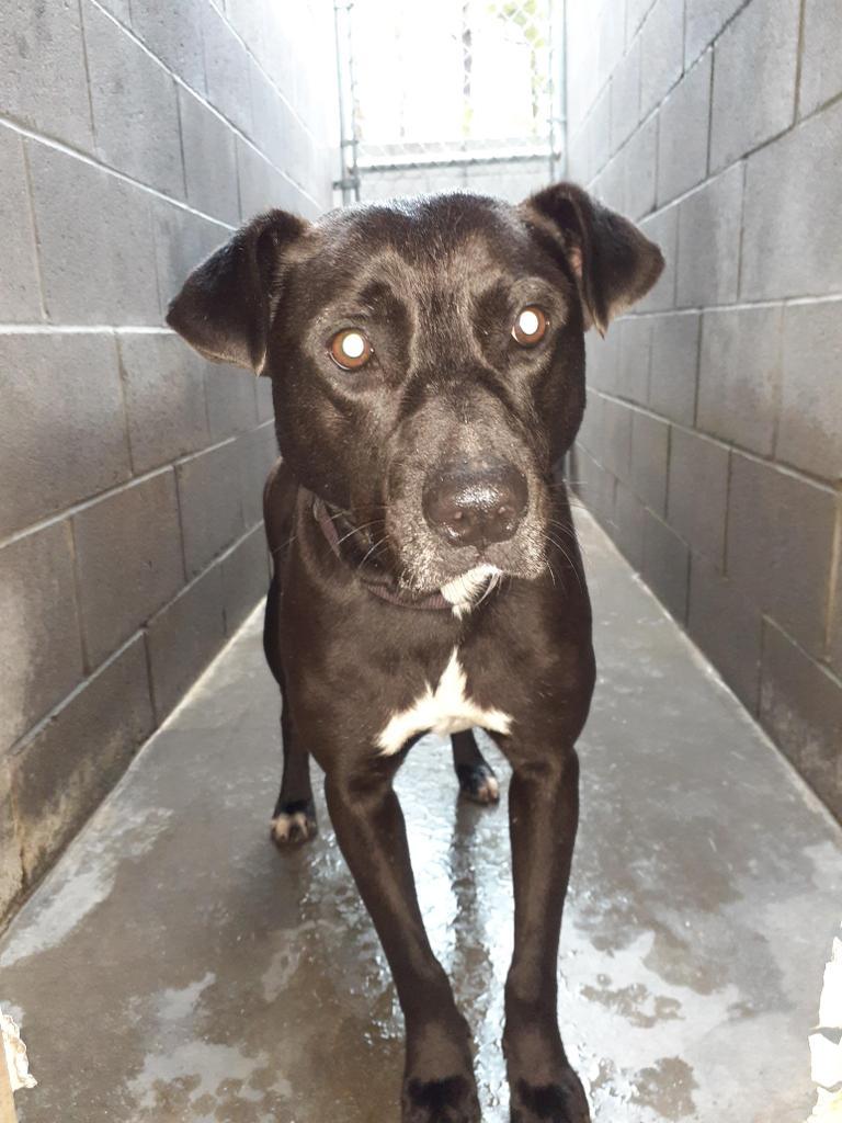 Sage, Adoptable, Adult Female Terrier.