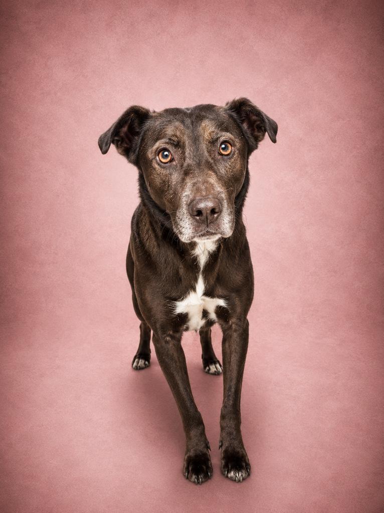Sage, a Adoptable Terrier in Florence, SC image 2/2