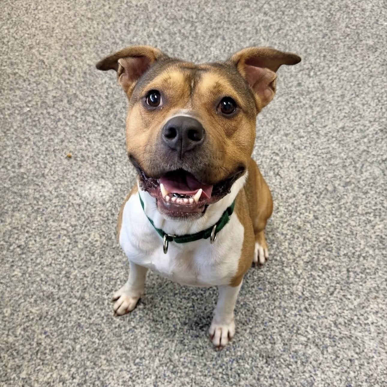 RON BURGUNDY, Adoptable, Adult Male Mixed Breed.