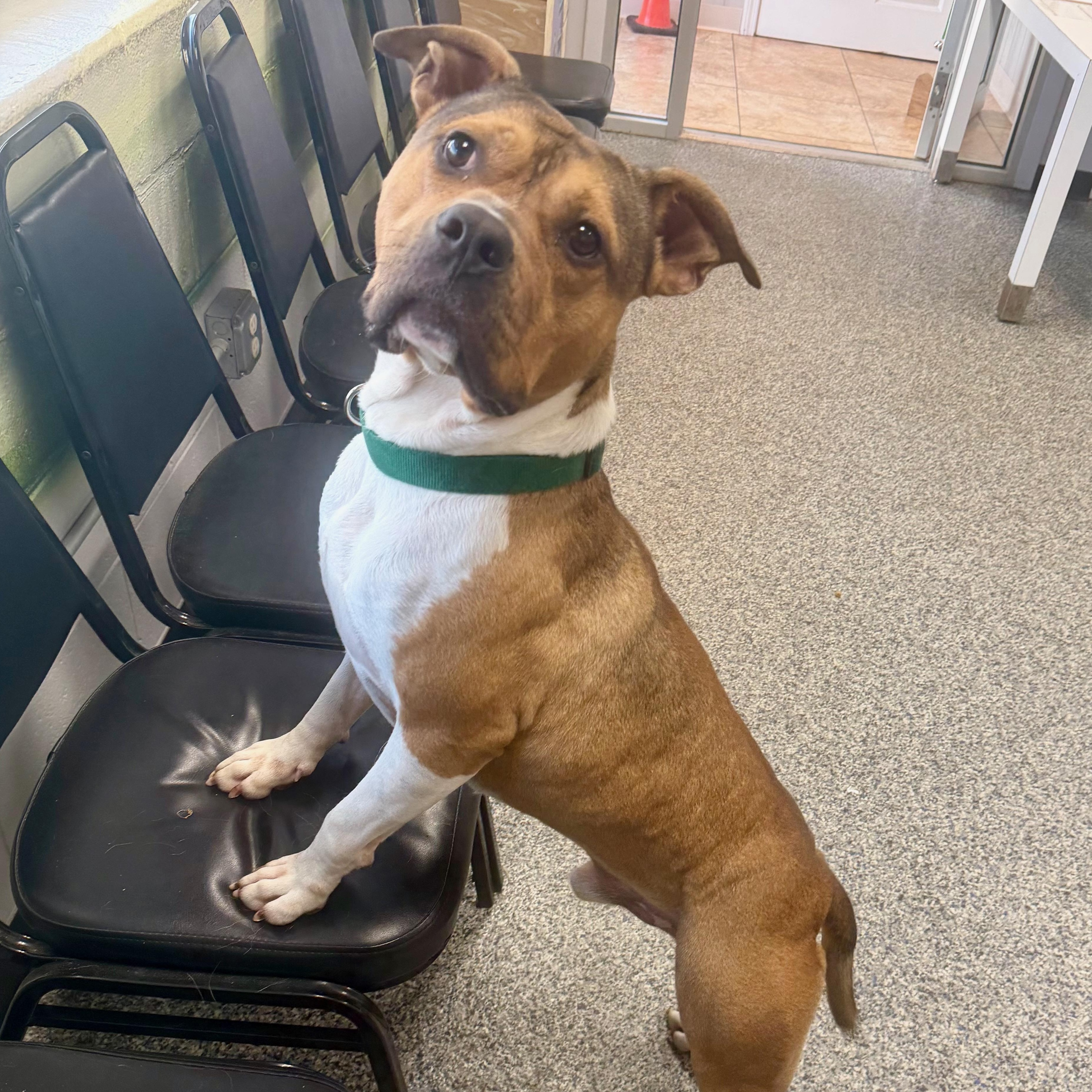 RON BURGUNDY, a Adoptable mixed breed in Cranston, RI image 2/2