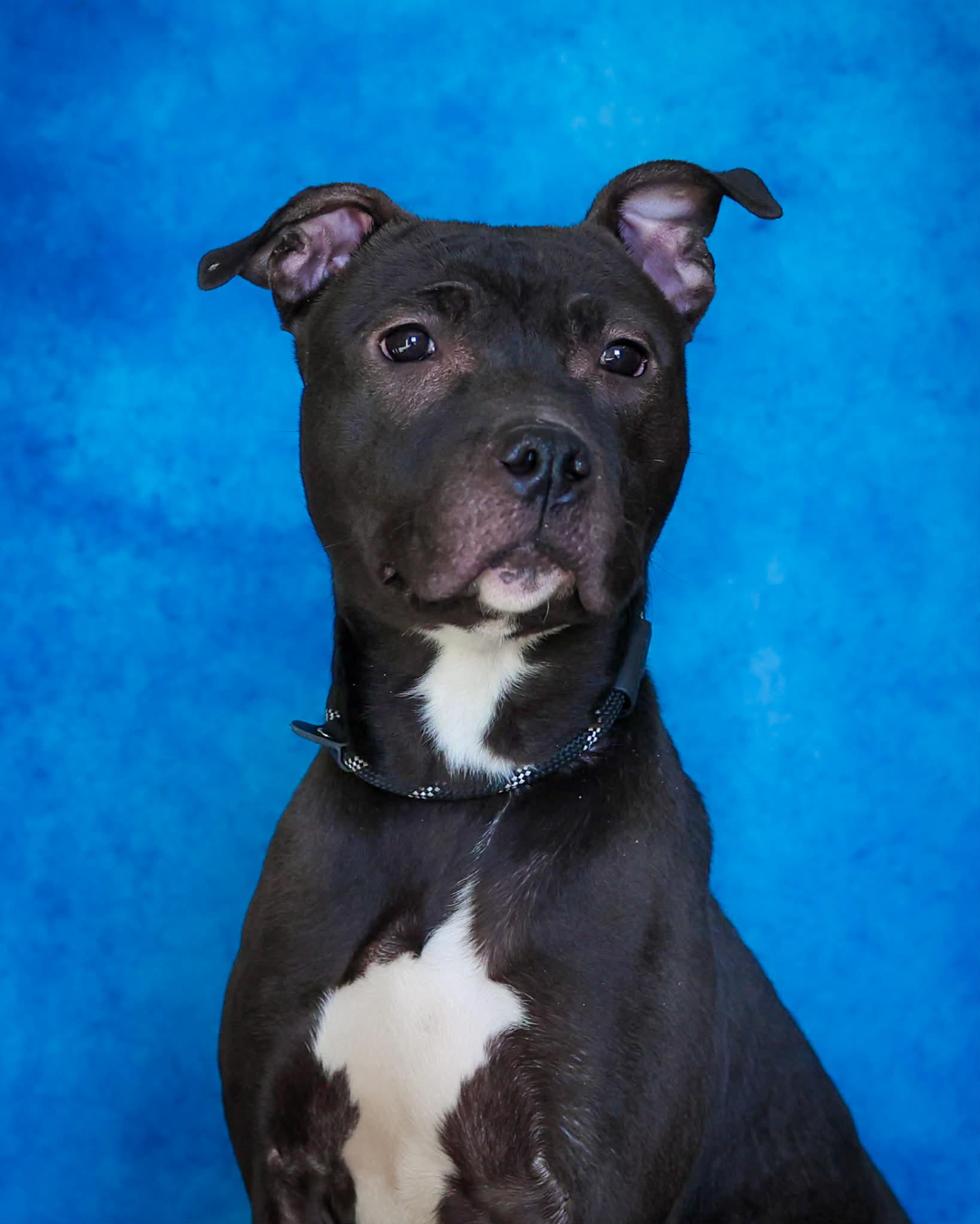Enlarge PEPPERPOT (0363), a ADOPTABLE mixed breed in Bridgeport, CT image 1/1