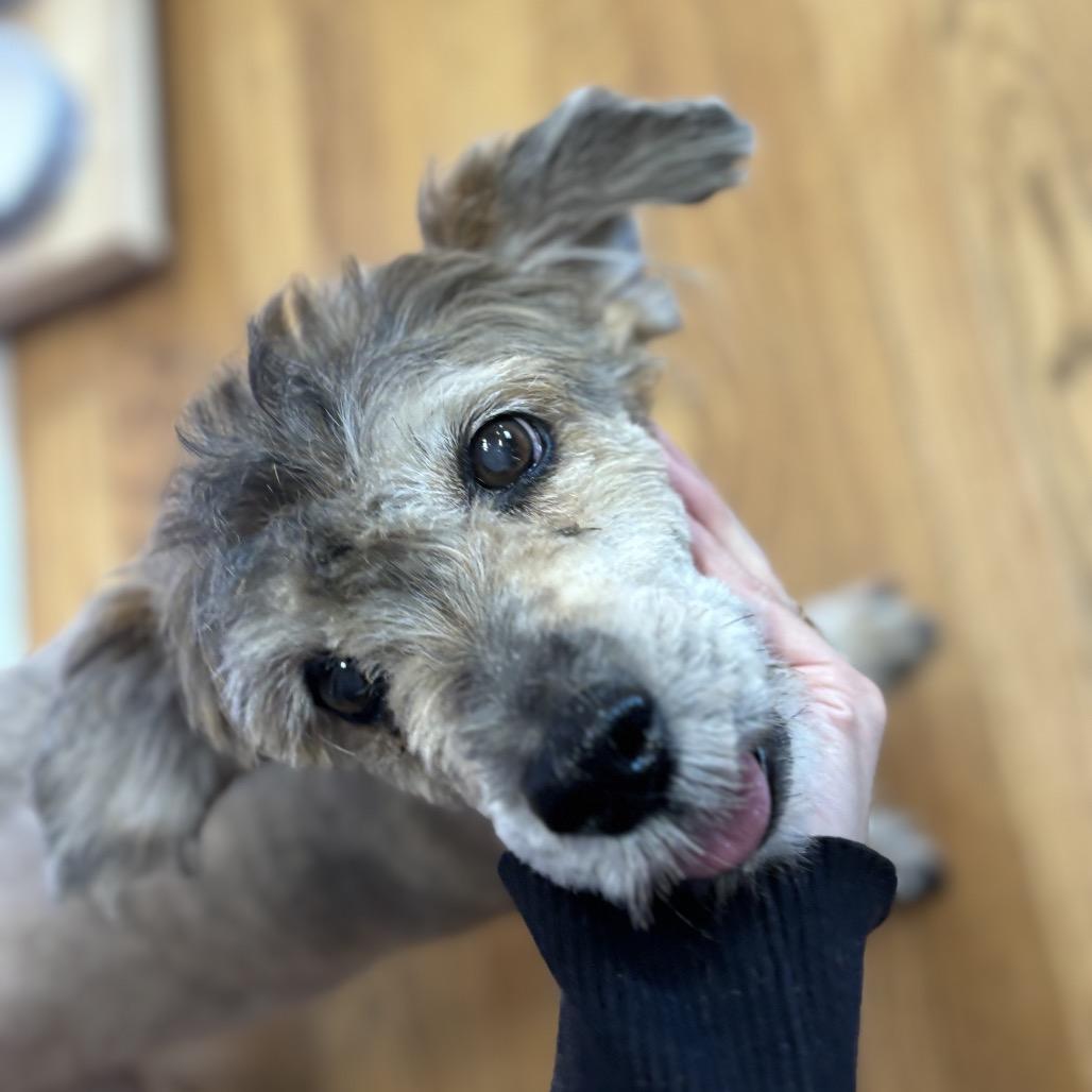 Mehoy Minoy thumbnail 3