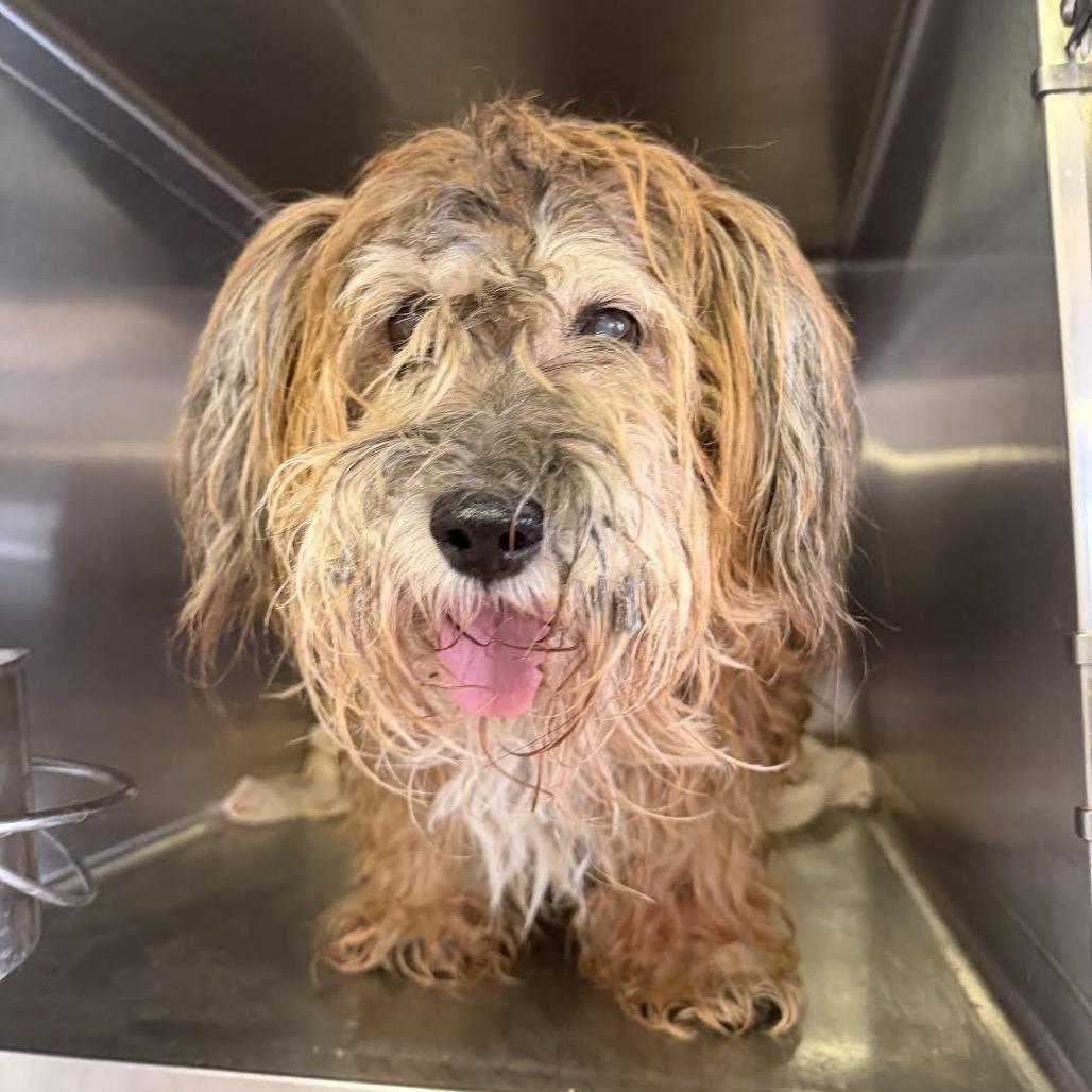 Mehoy Minoy thumbnail 4