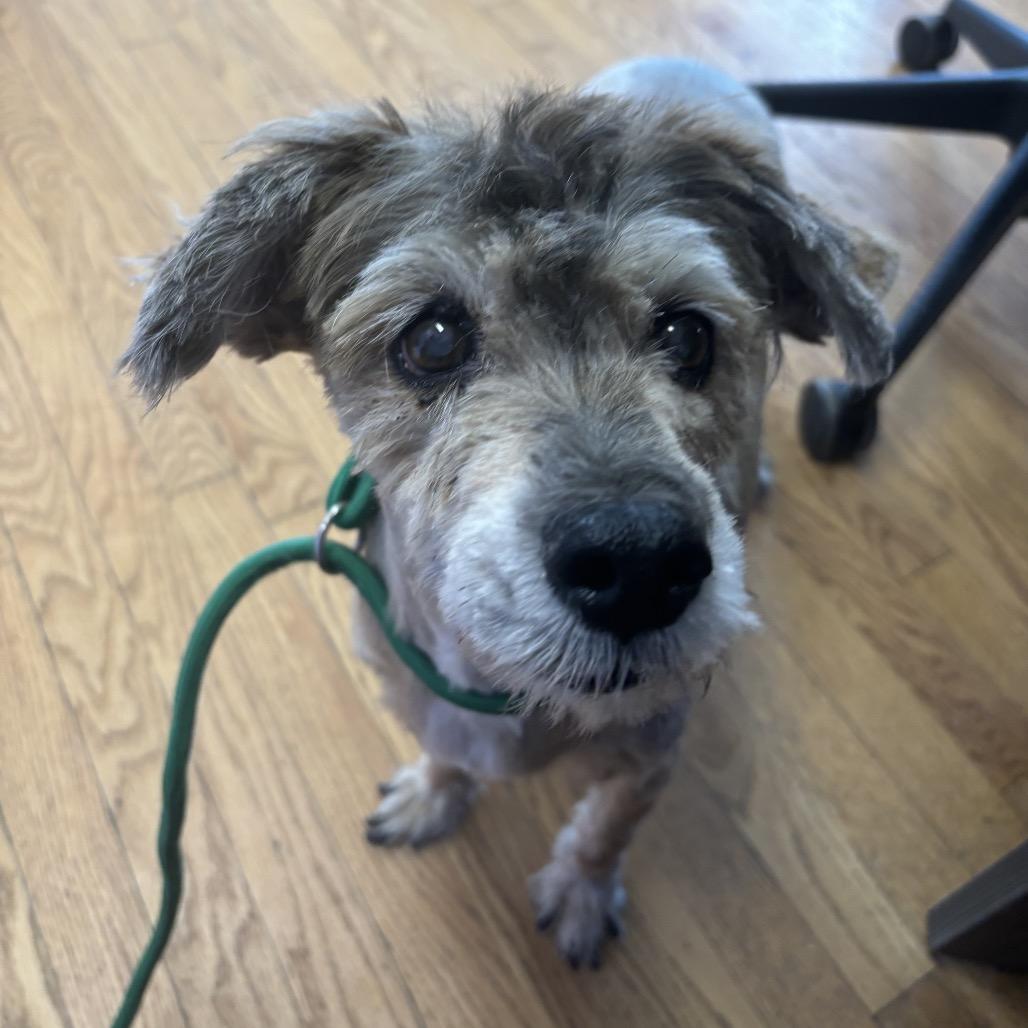 Mehoy Minoy thumbnail 5