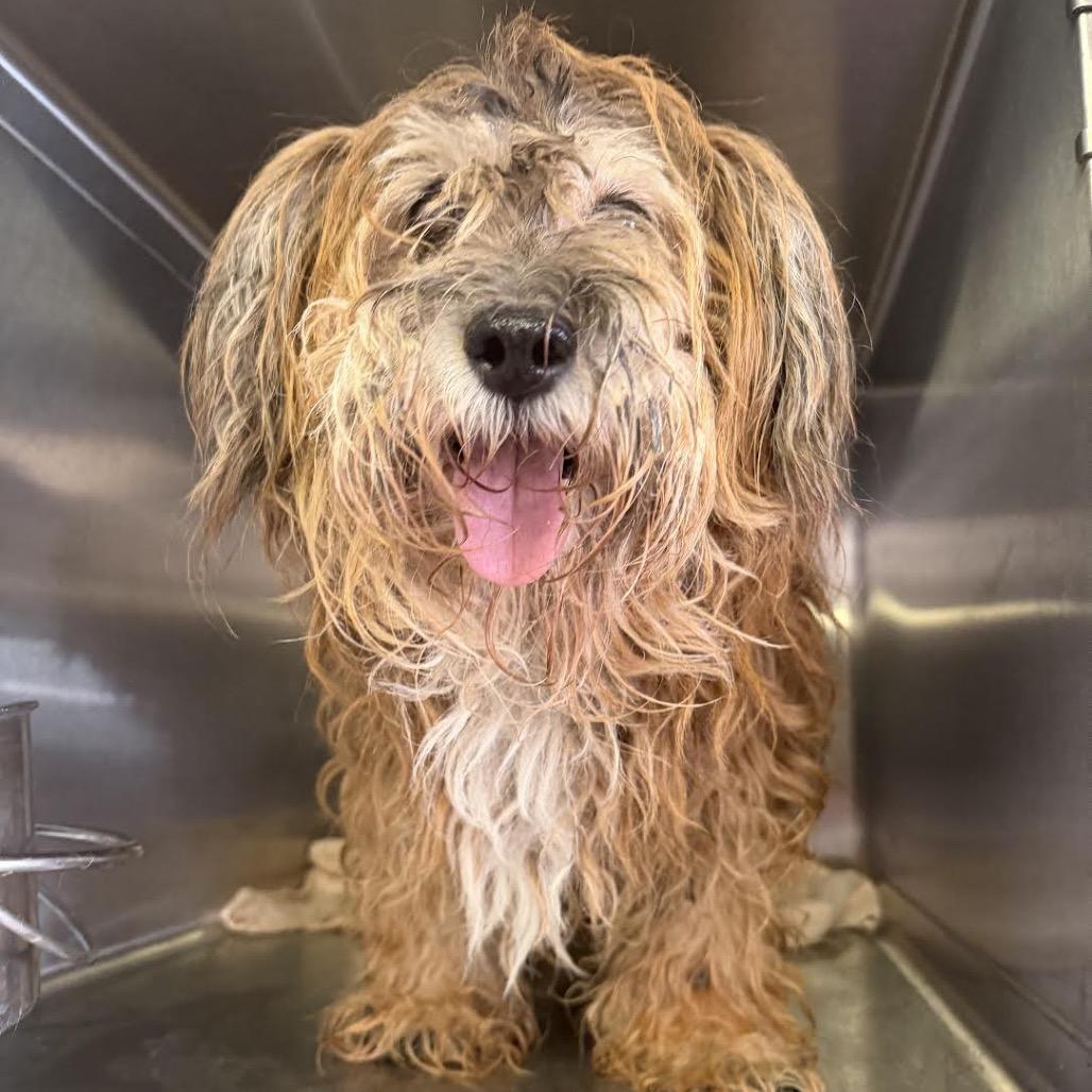 Mehoy Minoy thumbnail 6