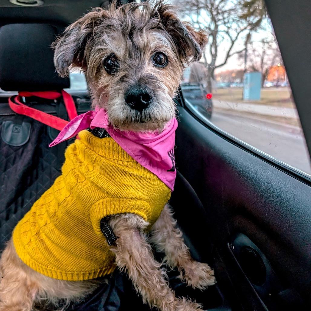 Mehoy Minoy — thumbnail 6