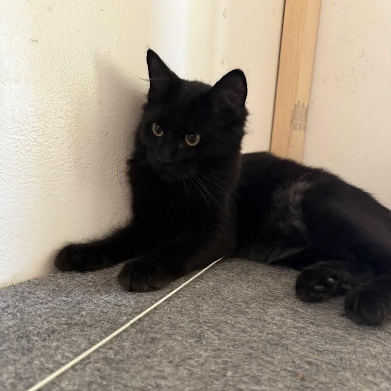 Orion, Adopted, Young Male Domestic Short Hair.