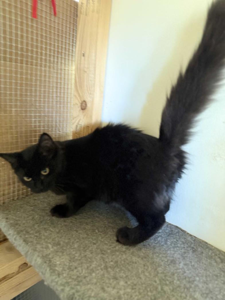 Enlarge Orion, a Adopted Domestic Short Hair in Prescott, AZ image 3/3