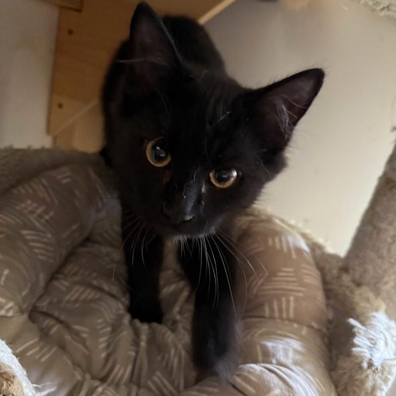Enlarge Orion, a Adopted Domestic Short Hair in Prescott, AZ image 2/3