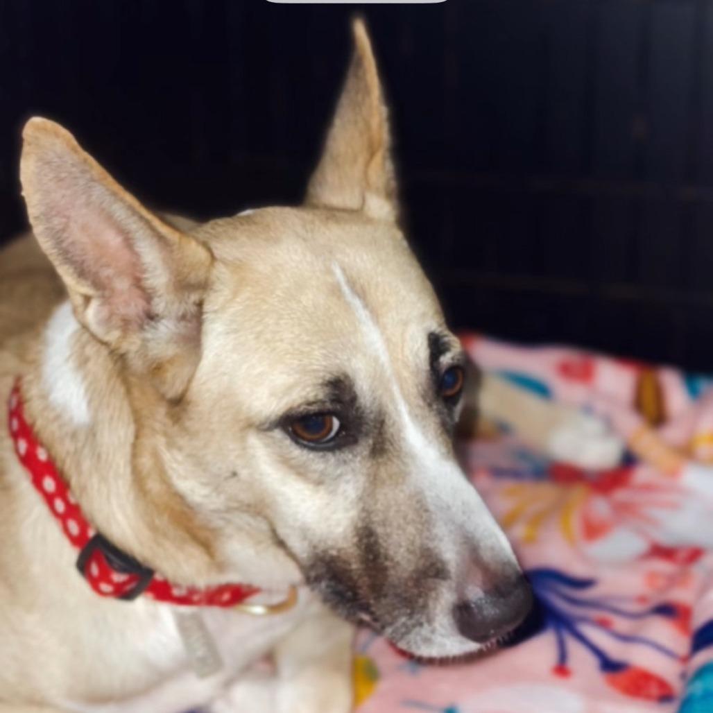 Enlarge Bambi, a Adoptable mixed breed in Houston, TX image 3/5