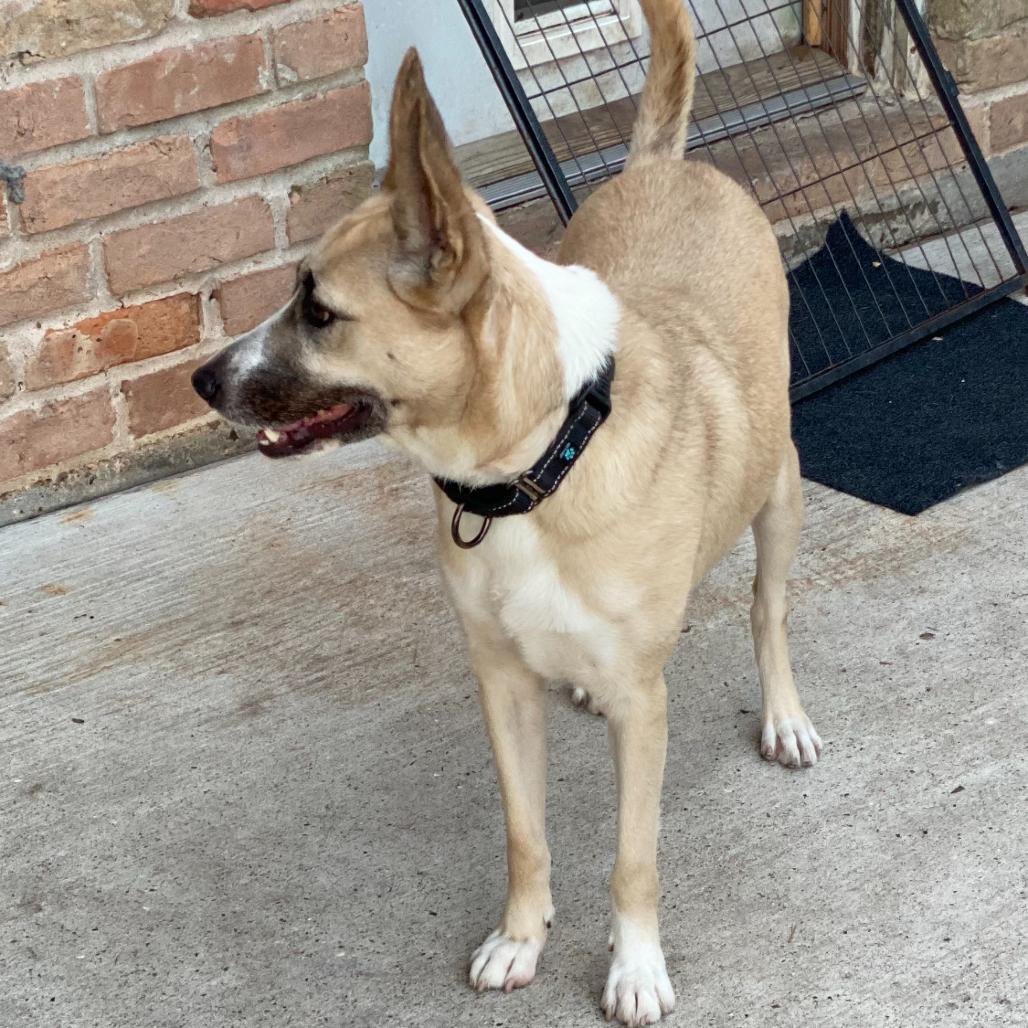 Enlarge Bambi, a Adoptable mixed breed in Houston, TX image 4/5