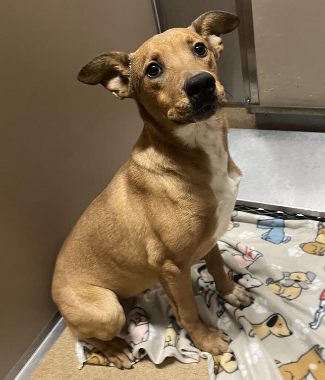 Enlarge Rascal, a ADOPTABLE mixed breed in Granbury, TX image 2/4