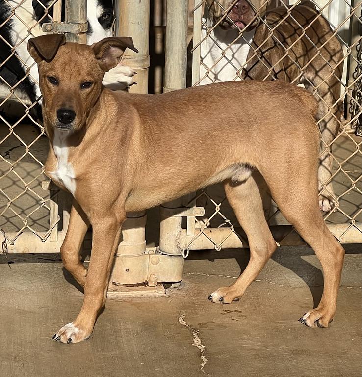 Enlarge Rascal, a ADOPTABLE mixed breed in Granbury, TX image 3/4
