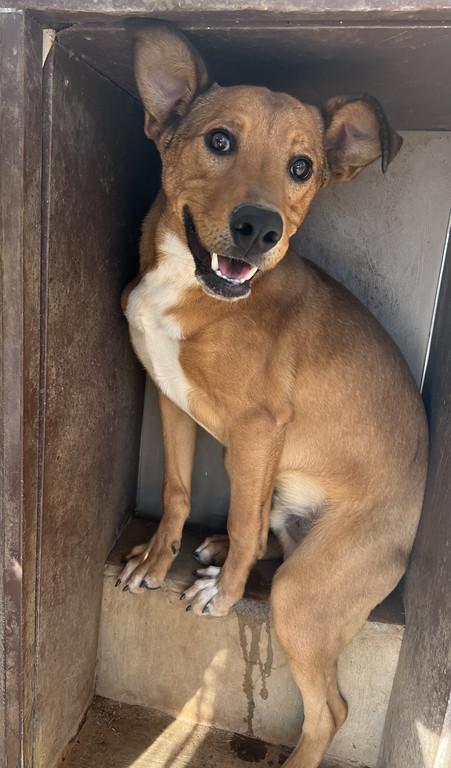 Enlarge Rascal, a ADOPTABLE mixed breed in Granbury, TX image 4/4