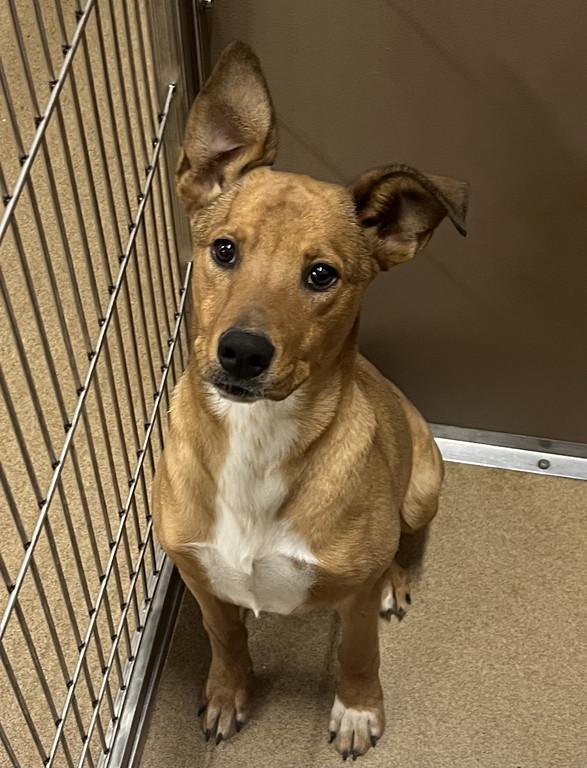 Enlarge Rascal, a ADOPTABLE mixed breed in Granbury, TX image 1/4