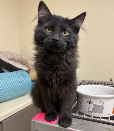 Enlarge Haiku, a Adopted mixed breed in Ladysmith, WI image 1/1